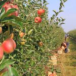 Apple picking in orchard